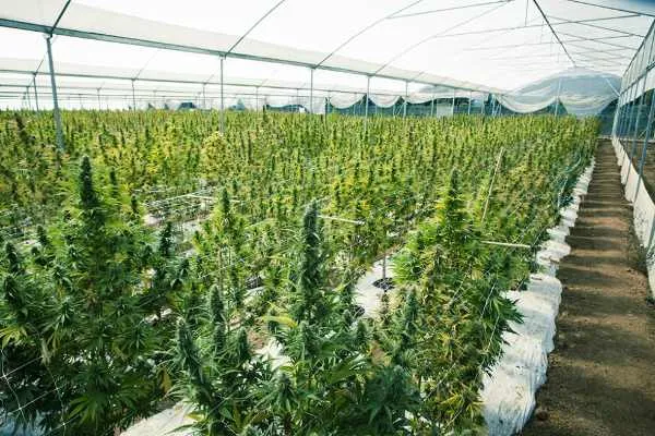 El comentarista de AEW Jim Ross abrirá una granja de cannabis El comentarista de AEW Jim Ross abrirá una granja de cannabis